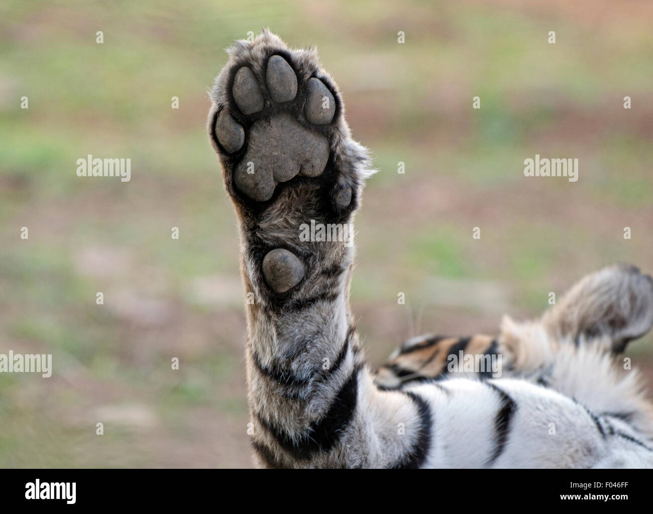 Tigre dans le parc national de Ranthambore en Inde Banque D'Images