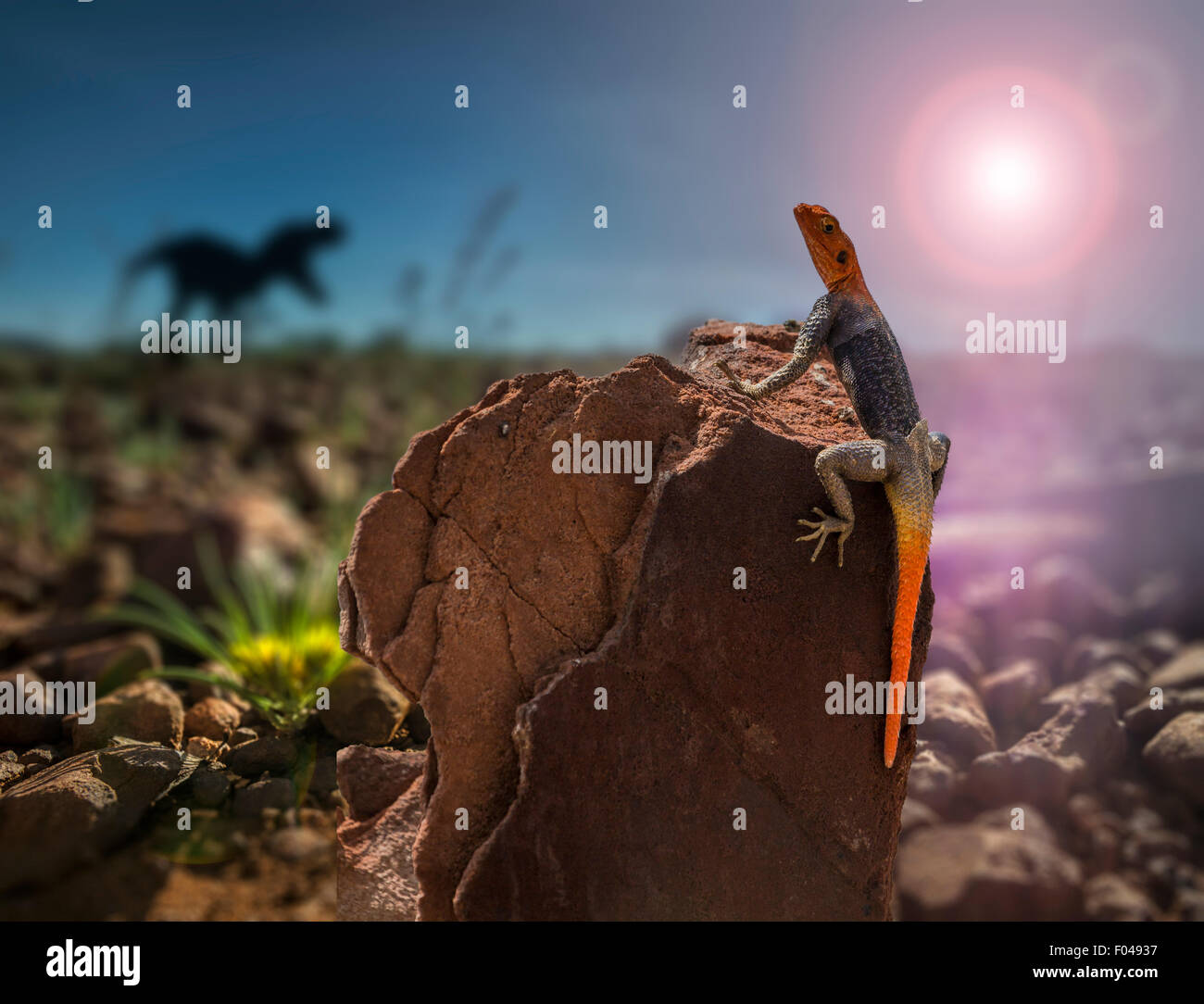 Rock à tête rouge lézard agama et silhouette d'un T-Rex, Namiba, Afrique. Digital composite Banque D'Images