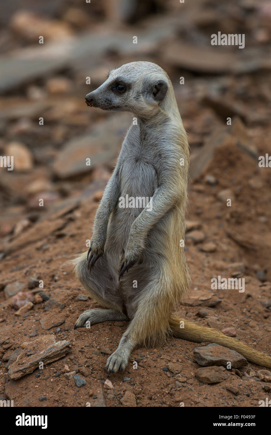 Meerkat (Suricata suricatta) dans le parc national d'Etosha, Namibie, Afrique Banque D'Images