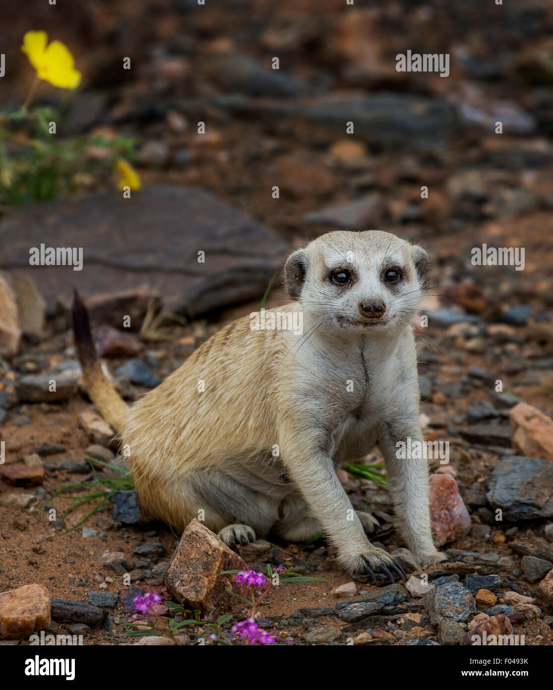 Meerkat (Suricata suricatta) dans le parc national d'Etosha, Namibie, Afrique Banque D'Images