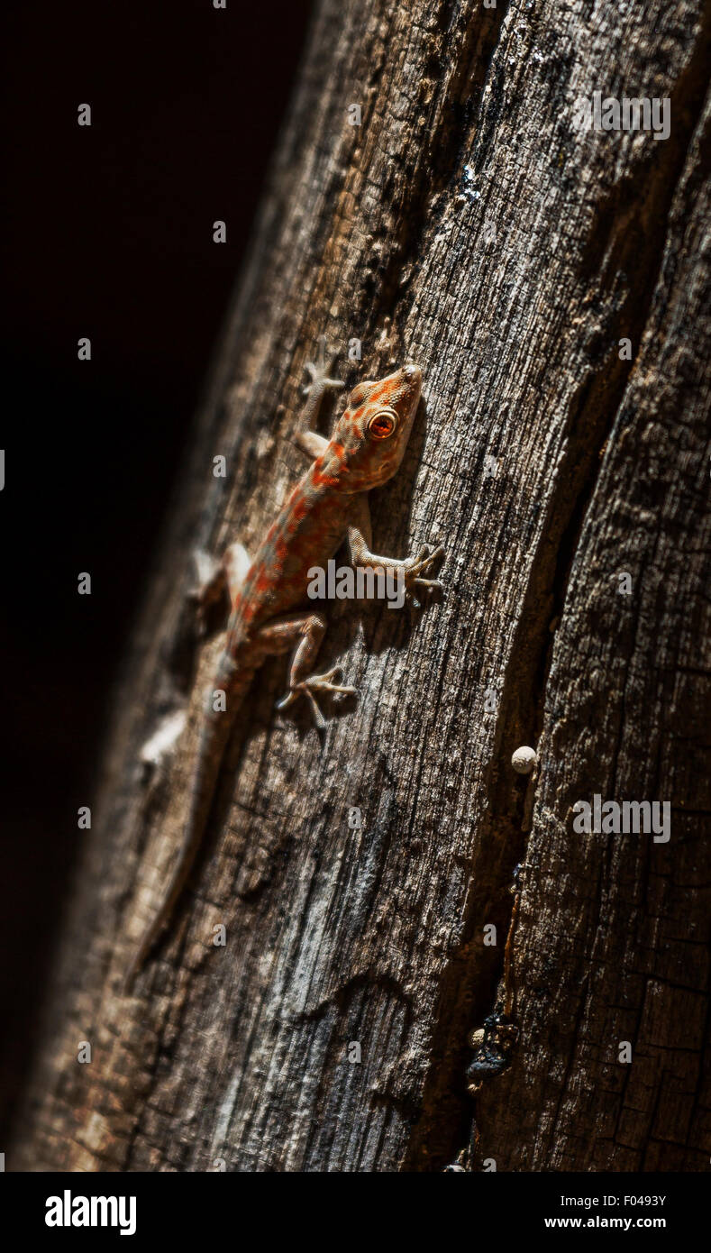 L'agama commun, rock à tête rouge, Agama agama ou arc-en-ciel, une espèce de lézard de la famille Agamidae, Namibie, Afrique Banque D'Images