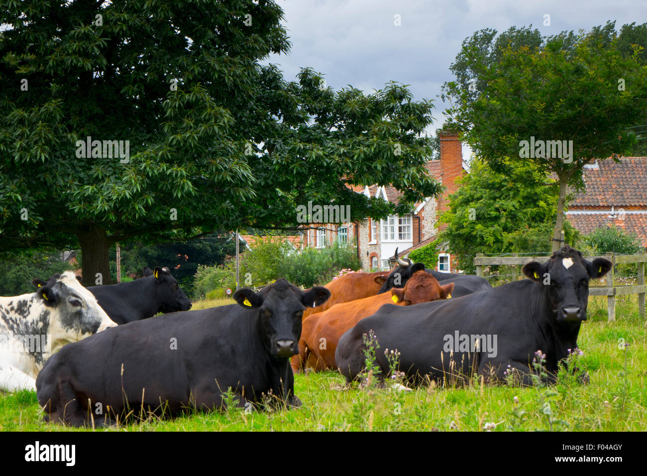 Le bétail commun Hanworth Banque D'Images