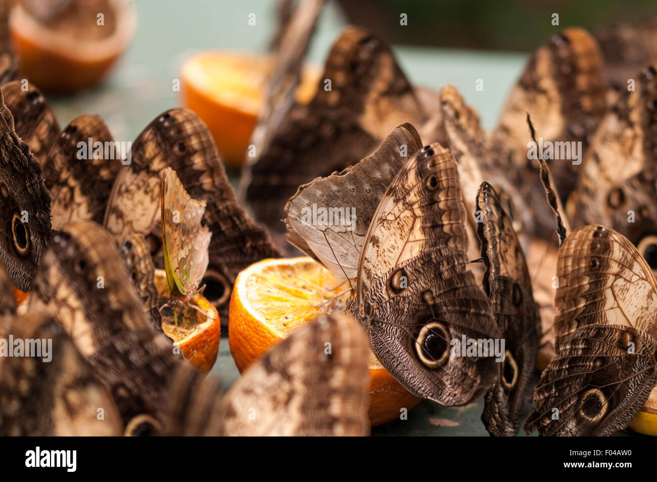 Caligo ' Papillons Owl' festoyer sur les oranges à l'exposition Papillons sensationnelle, Natural History Museum, Londres Banque D'Images