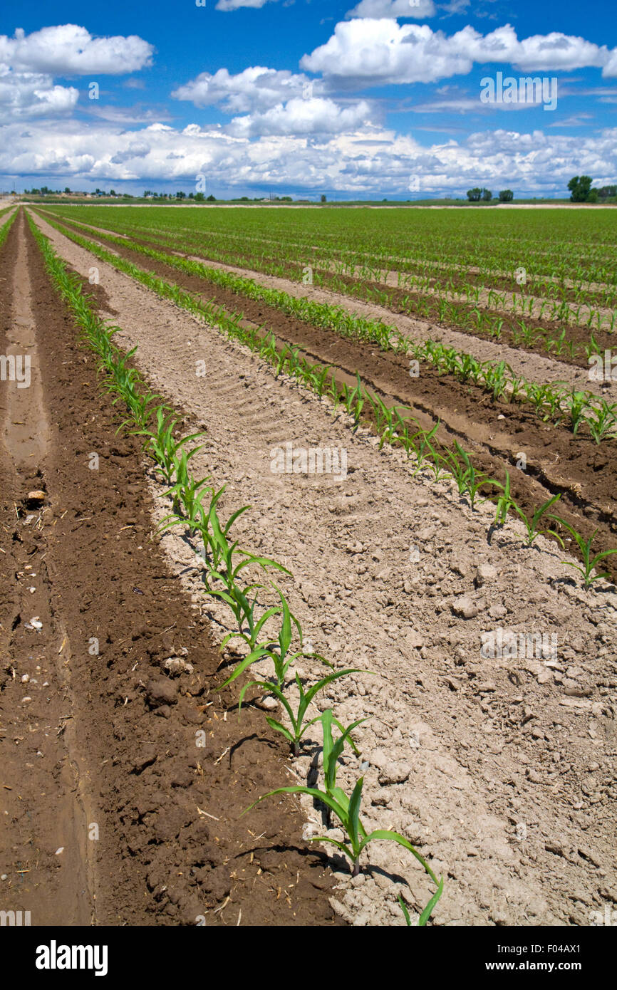 L'irrigation des cultures de maïs dans la région de comté de Canyon, Arizona, USA. Banque D'Images