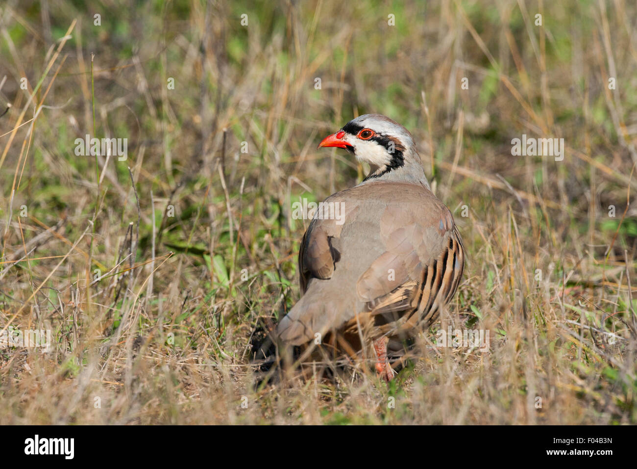 Chukar Alectoris chukar grès, Minnesota, United States 6 adultes Octobre Phasianidae captif Banque D'Images