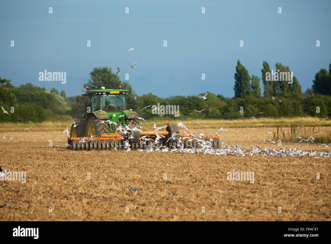 Tracteur moderne de labourer un champ. Grande bande de mouettes à la suite sur derrière l'espoir d'une friandise. Banque D'Images