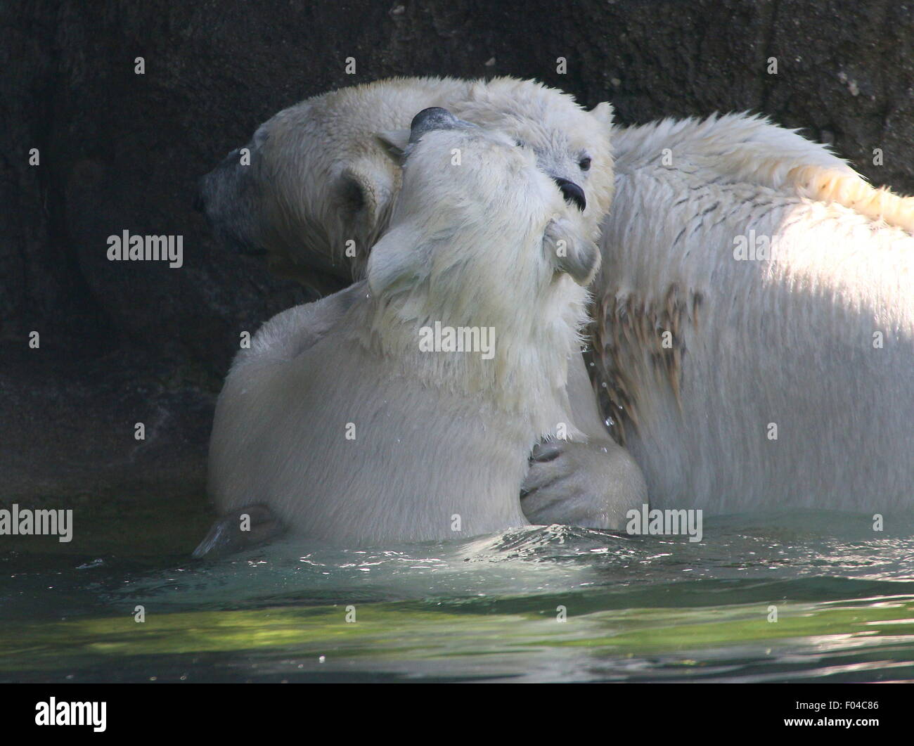 Deux feisty oursons polaires (Ursus maritimus), un homme et une femme) de jouer et s'affronter dans l'eau, maman en arrière-plan Banque D'Images