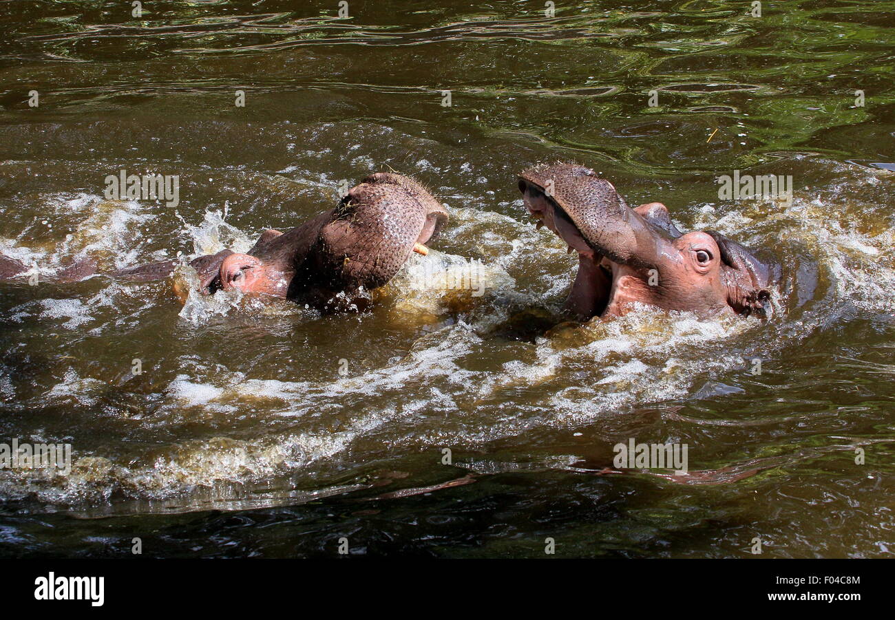 L'Afrique lutte contre l'Hippopotame (Hippopotamus amphibius) en close-up Banque D'Images