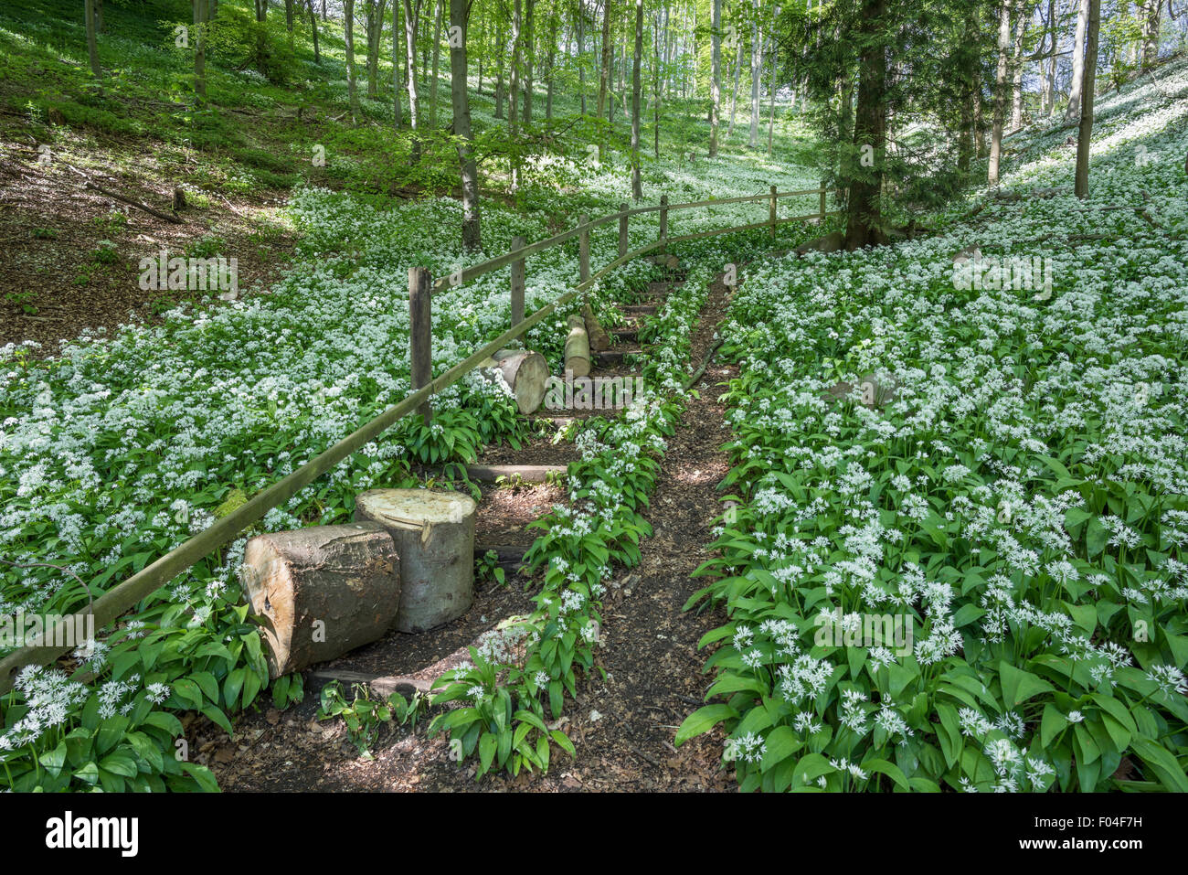 L'Ail des bois dans la région de Millington English Channel, East Yorkshire. Banque D'Images