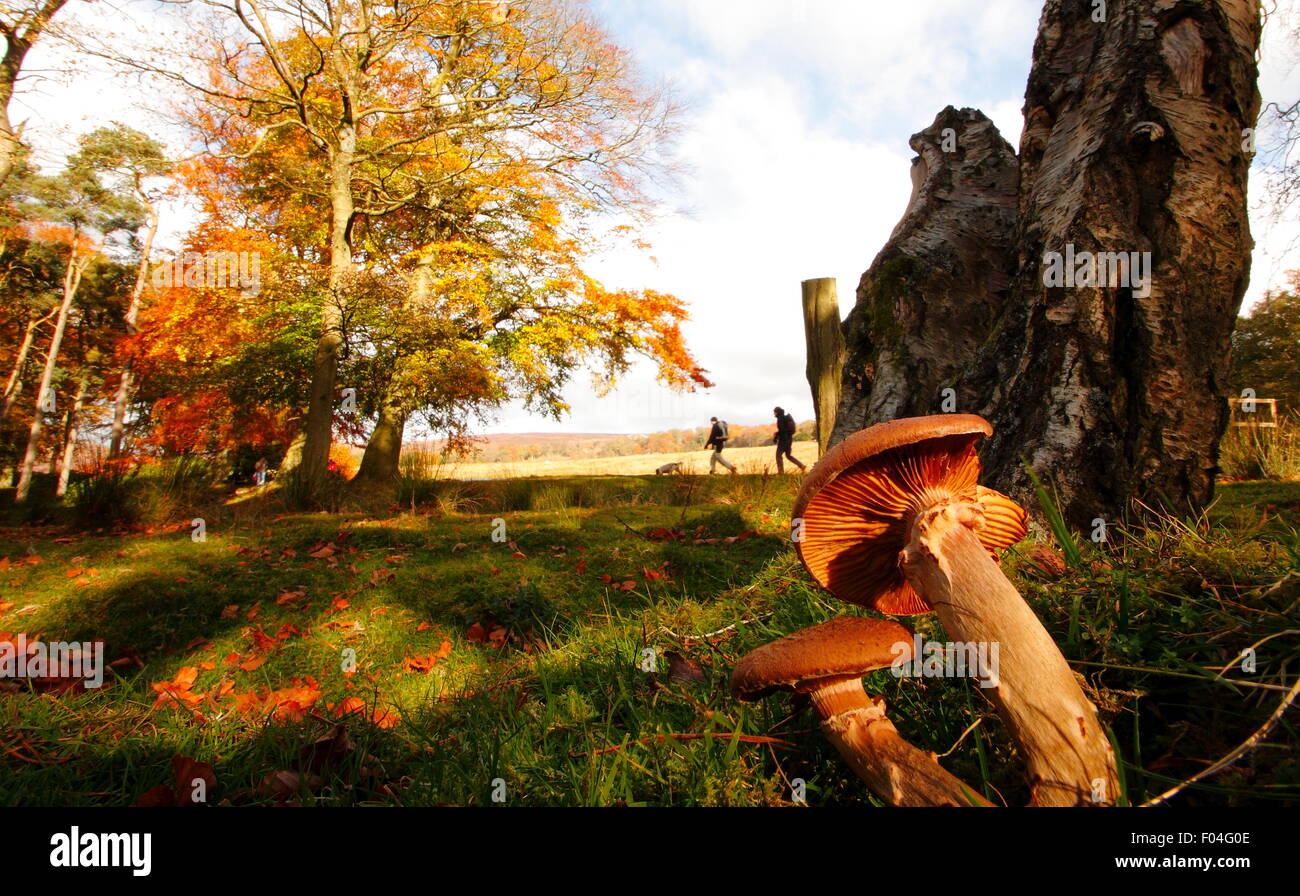 Un couple marche un chien à travers les champignons forestiers festonnées sur la succession dans l'Longshaw Peak District National Park, Angleterre Royaume-uni Banque D'Images