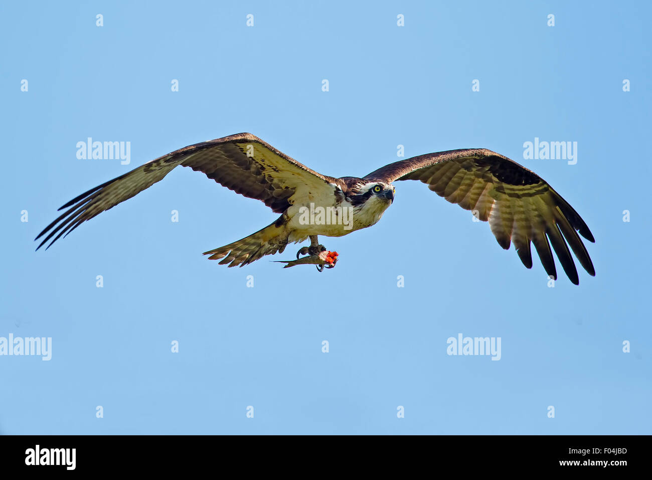 Osprey en vol avec des poissons Banque D'Images