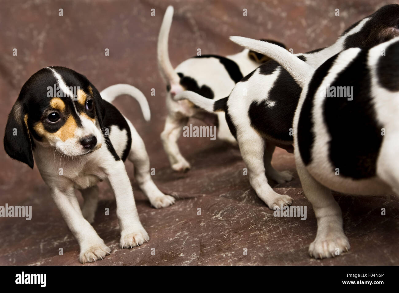 Quatre chiots Beagle noir et blanc sur fond brun marche autour dans studio Banque D'Images