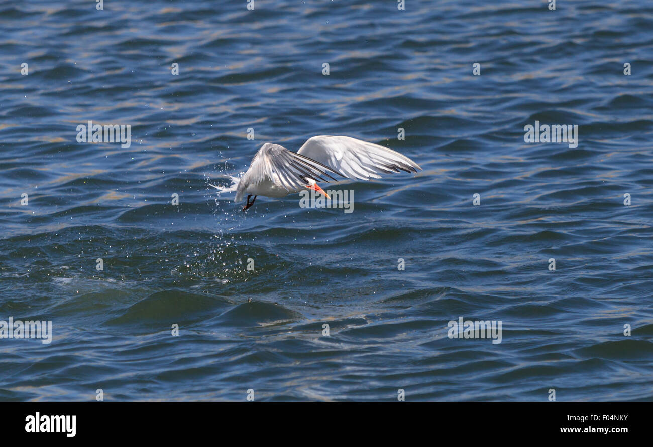 Thalasseus elegans, sterne élégante, émerge de l'eau, la chasse aux poissons, à Huntington Beach, Californie du Sud Banque D'Images