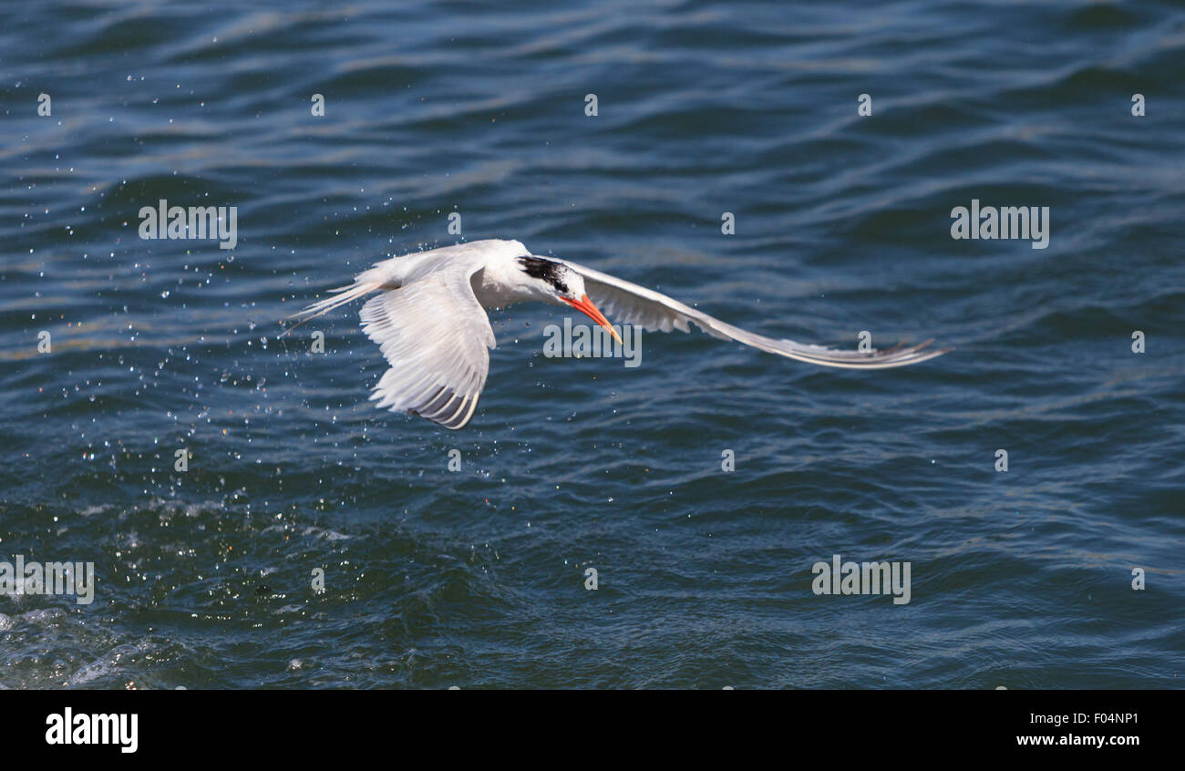 Thalasseus elegans, sterne élégante, émerge de l'eau, la chasse aux poissons, à Huntington Beach, Californie du Sud Banque D'Images
