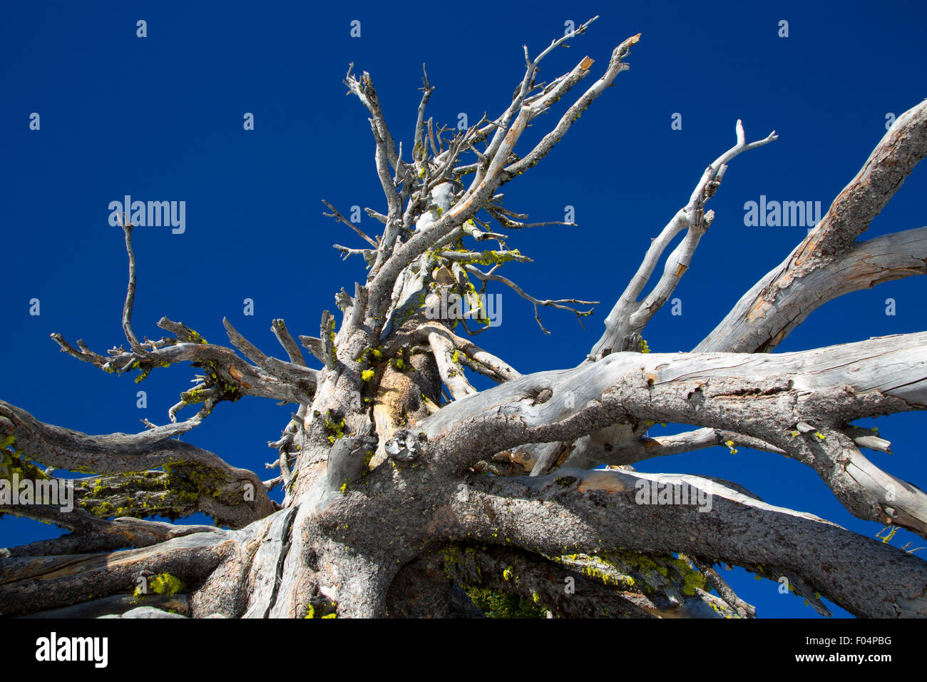 Le pin à écorce blanche (Pinus albicaulis) snag, Crater Lake National Park, Oregon Banque D'Images