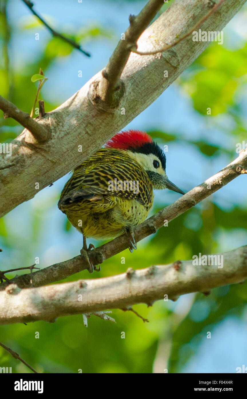 Colaptes melanochloros pic-vert, Araras Lodge, Pantanal, Brésil Banque D'Images