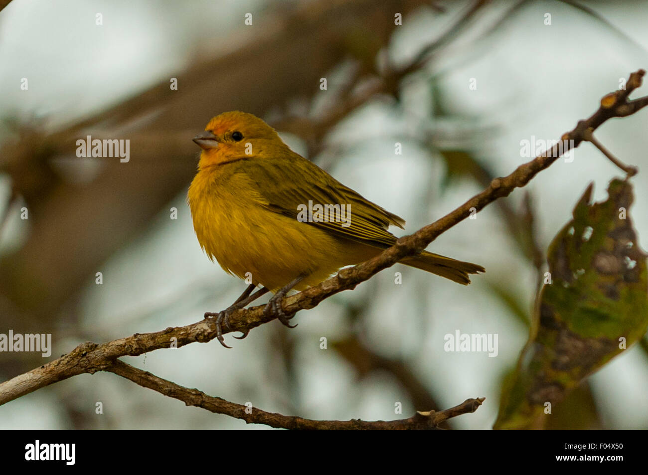 Sicalis flaveola, Saffron Finch, Araras Lodge, Pantanal, Brésil Banque D'Images