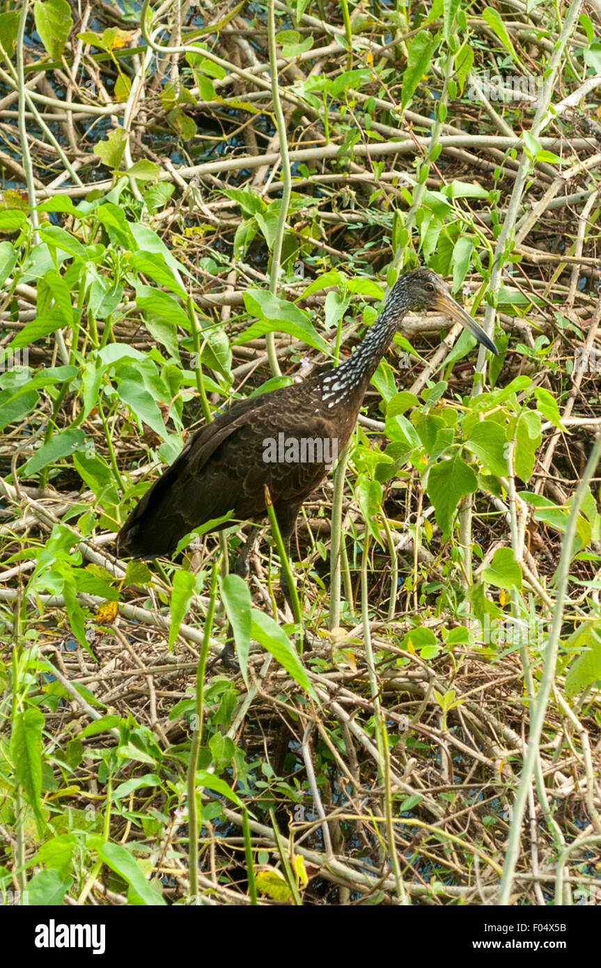 Aramus guarauna Limpkin, Araras, Lodge, Pantanal, Brésil Banque D'Images