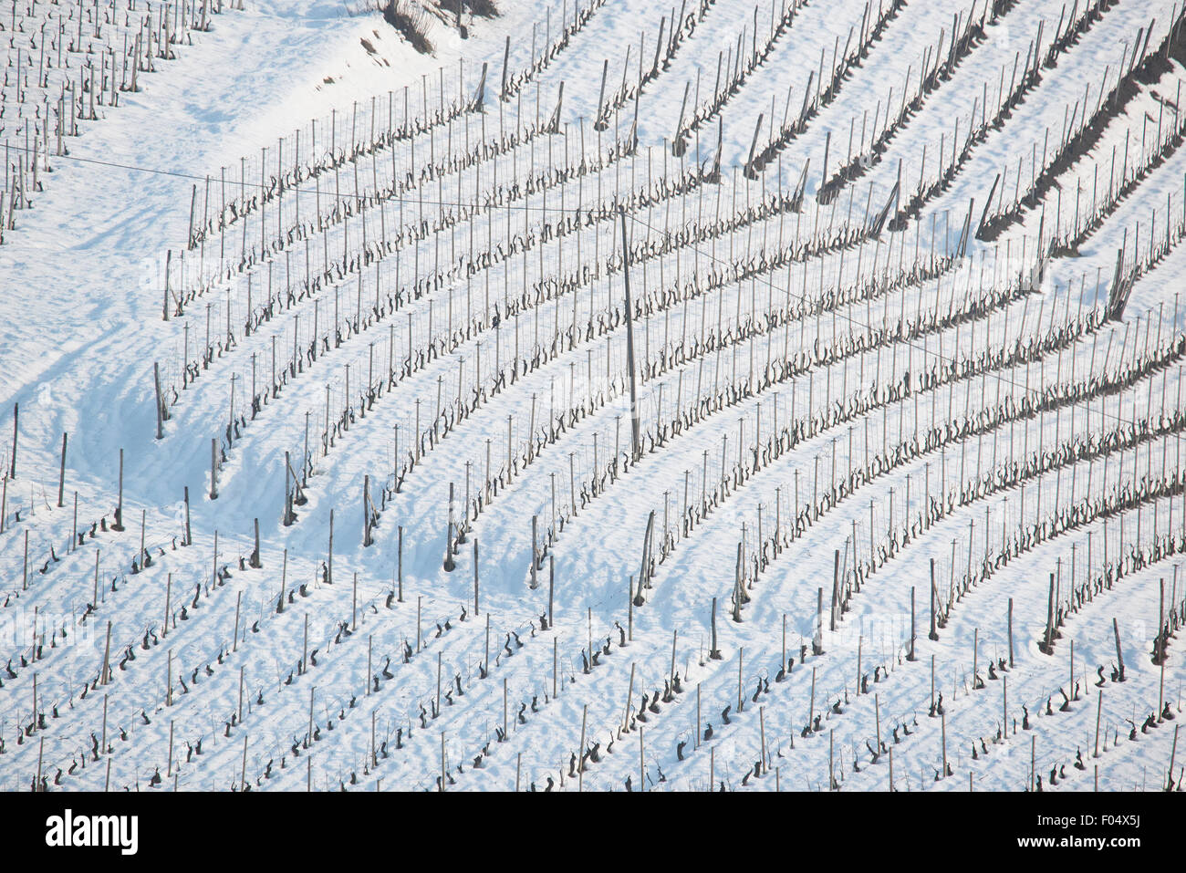 Langhe, Piémont, Italie, panorama de vignobles du Piémont : Langhe-Roero et Monferrato dans la Liste du patrimoine mondial de l'UNESCO. Banque D'Images