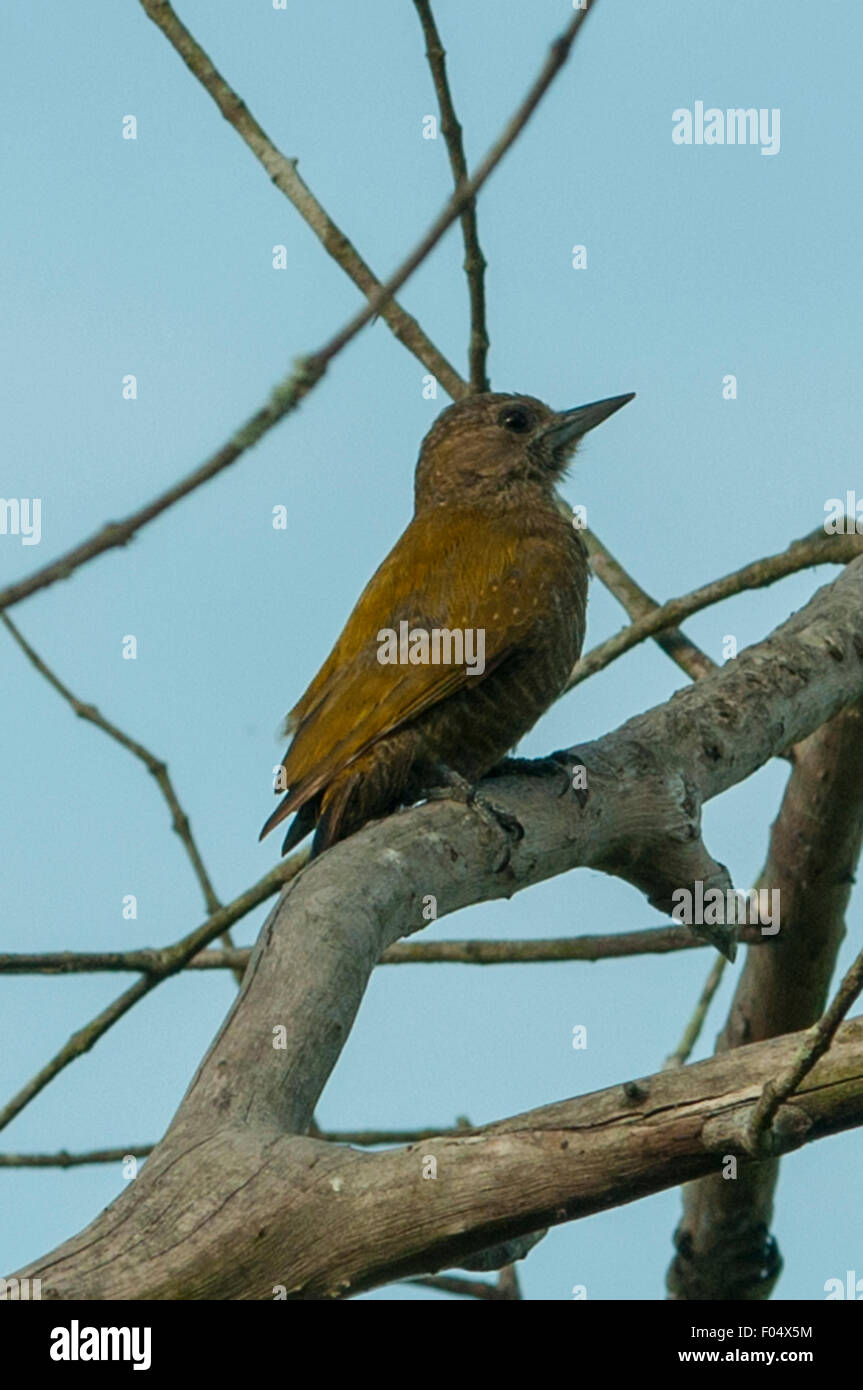 Veniliornis passerinus Little, Pic, Araras Lodge, Pantanal, Brésil Banque D'Images