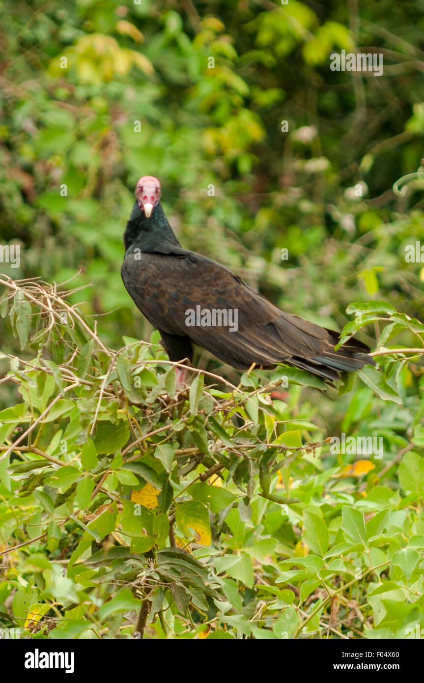 Cathartes aura Urubu, Transpantaneria, autoroute, Pantanal, Brésil Banque D'Images