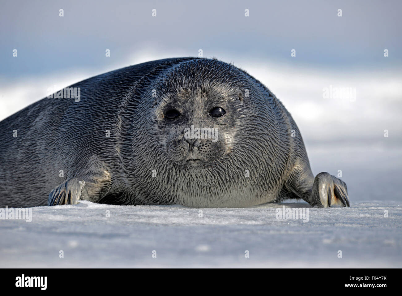 Baikal seal (Pusa sibirica, Phoca sibirica), les petits phoques d'eau douce, couché sur la glace, glace d'un lac Baikal, Sibérie, Russie Banque D'Images