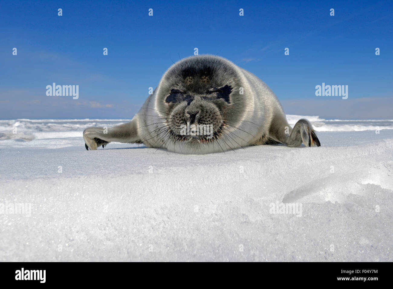 Baikal seal (Pusa sibirica, Phoca sibirica), les petits phoques d'eau douce, couché sur la glace, glace d'un lac Baikal, Sibérie, Russie Banque D'Images