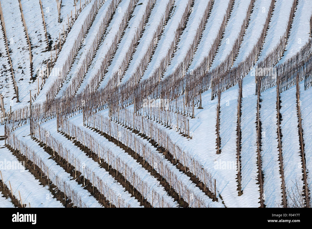 Langhe, Piémont, Italie, panorama de vignobles du Piémont : Langhe-Roero et Monferrato dans la Liste du patrimoine mondial de l'UNESCO. Vi Banque D'Images