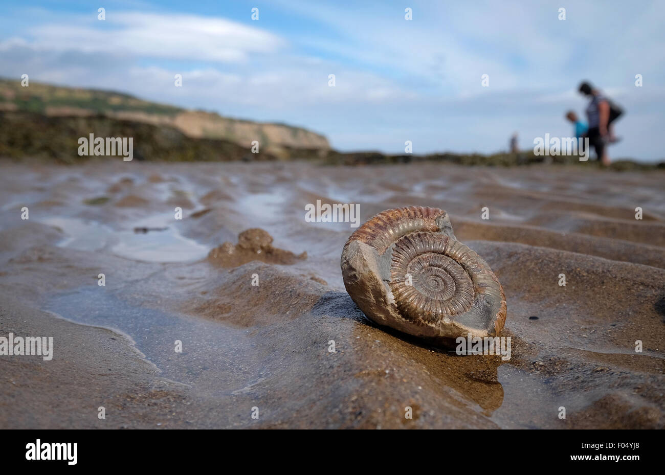 Un fossile d'ammonite sur la plage de Robin Hood's Bay, une partie de la côte jurassique du Yorkshire, UK Banque D'Images