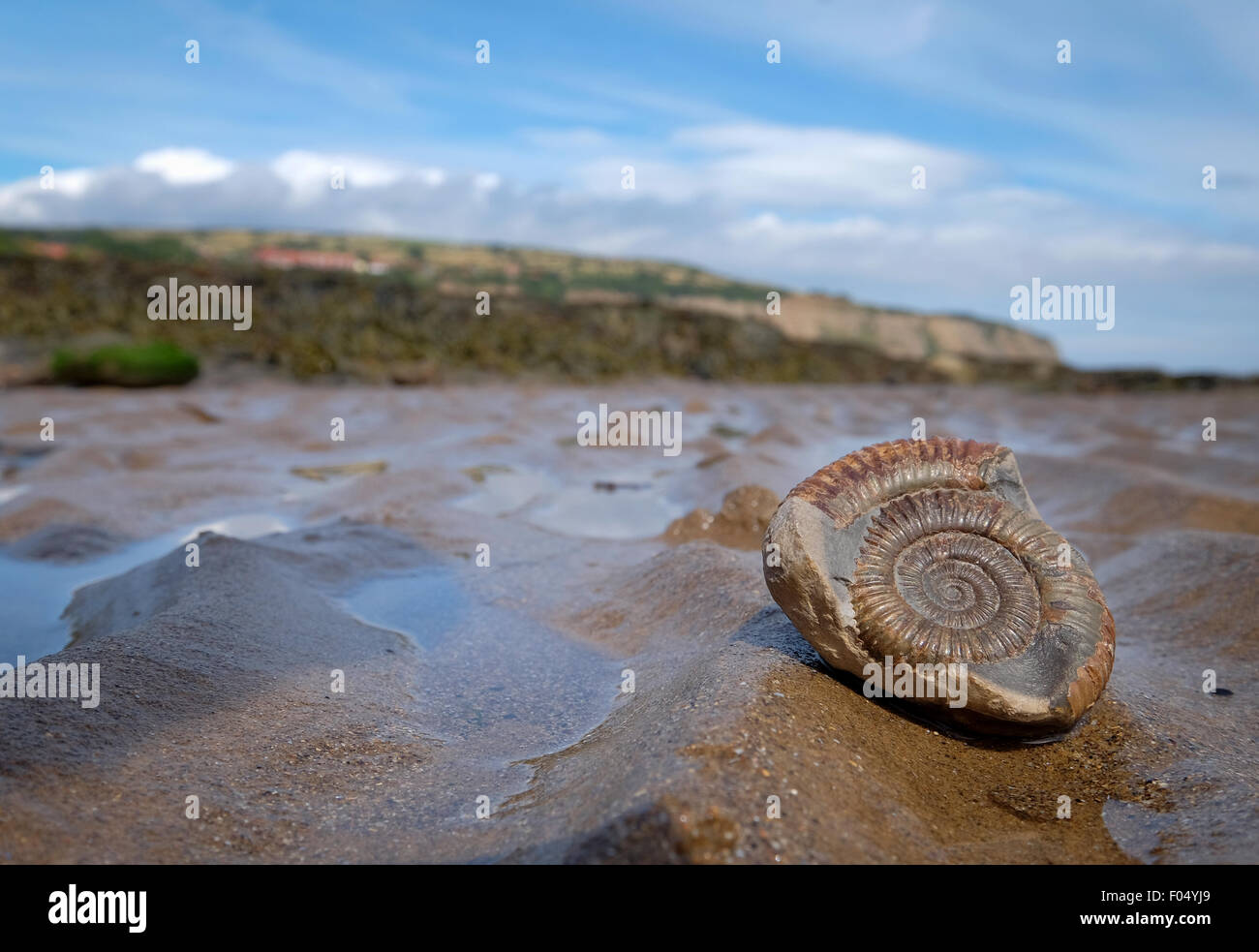 Un fossile d'ammonite sur la plage de Robin Hood's Bay, une partie de la côte jurassique du Yorkshire, UK Banque D'Images