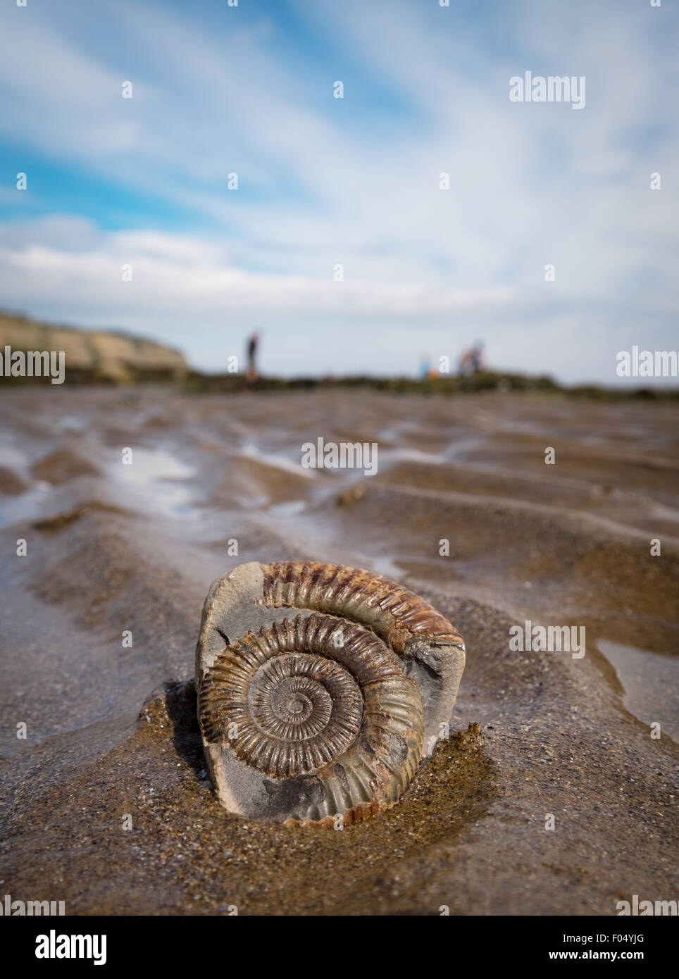 Un fossile d'ammonite sur la plage de Robin Hood's Bay, une partie de la côte jurassique du Yorkshire, UK Banque D'Images