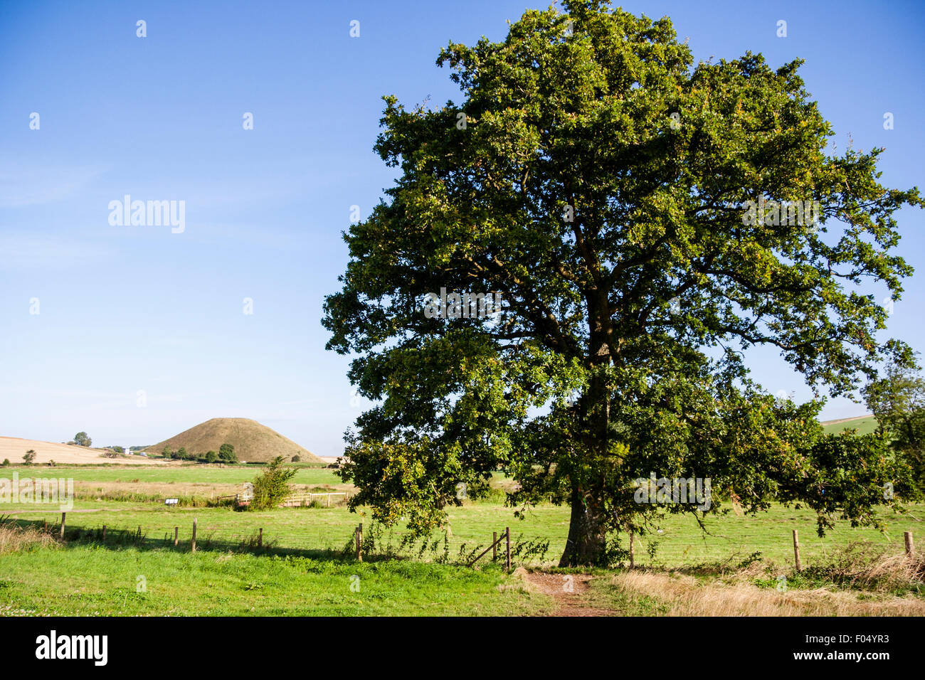 Tir lointain, Silbury Hill, les tumulus néolithique en Angleterre. 40 mètres de haut standing tall monticule dans paysage relativement plat, arbre en premier plan. Banque D'Images