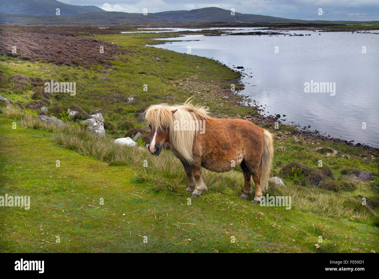 Poney Eriskay et poulain Benbecula Outer Hebrides Banque D'Images