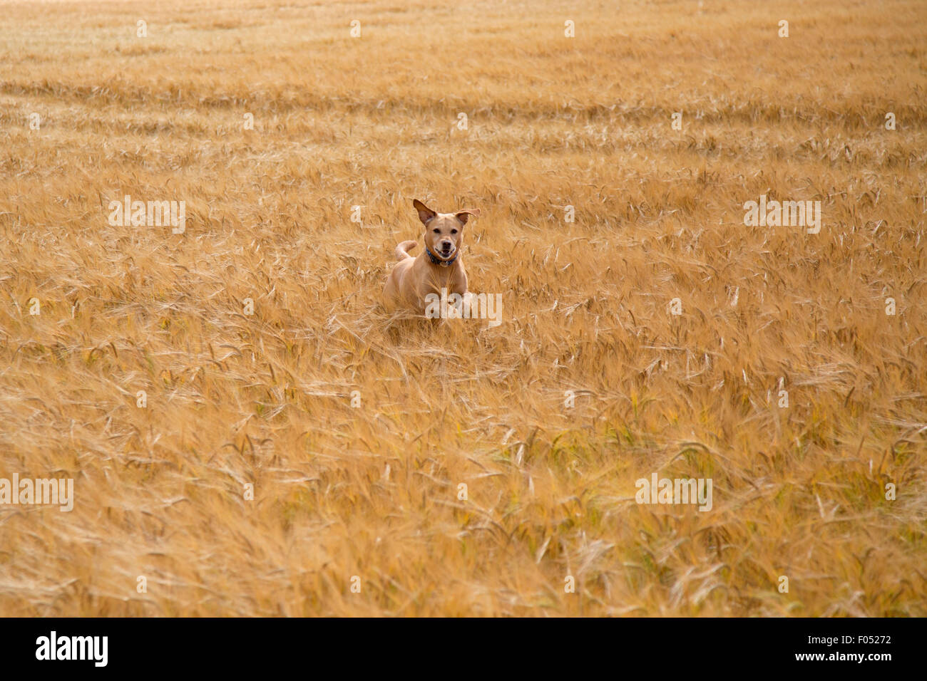Labrador jaune chassant les lapins en champ d'orge Banque D'Images