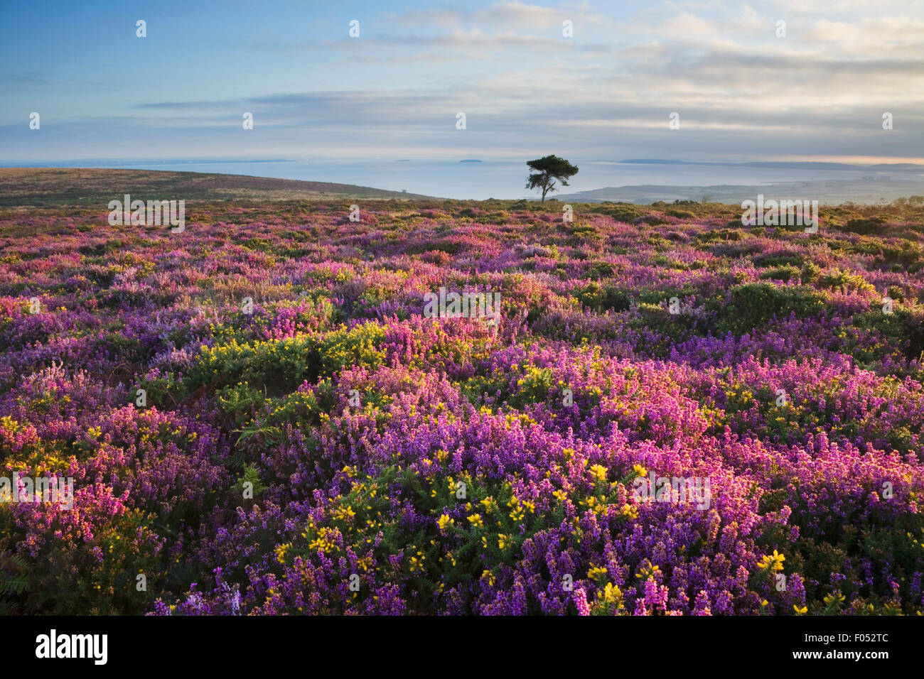 La bruyère et l'ajonc fleurissent sur les collines de Quantock en regardant vers le canal de Bristol - Somerset - Angleterre Banque D'Images