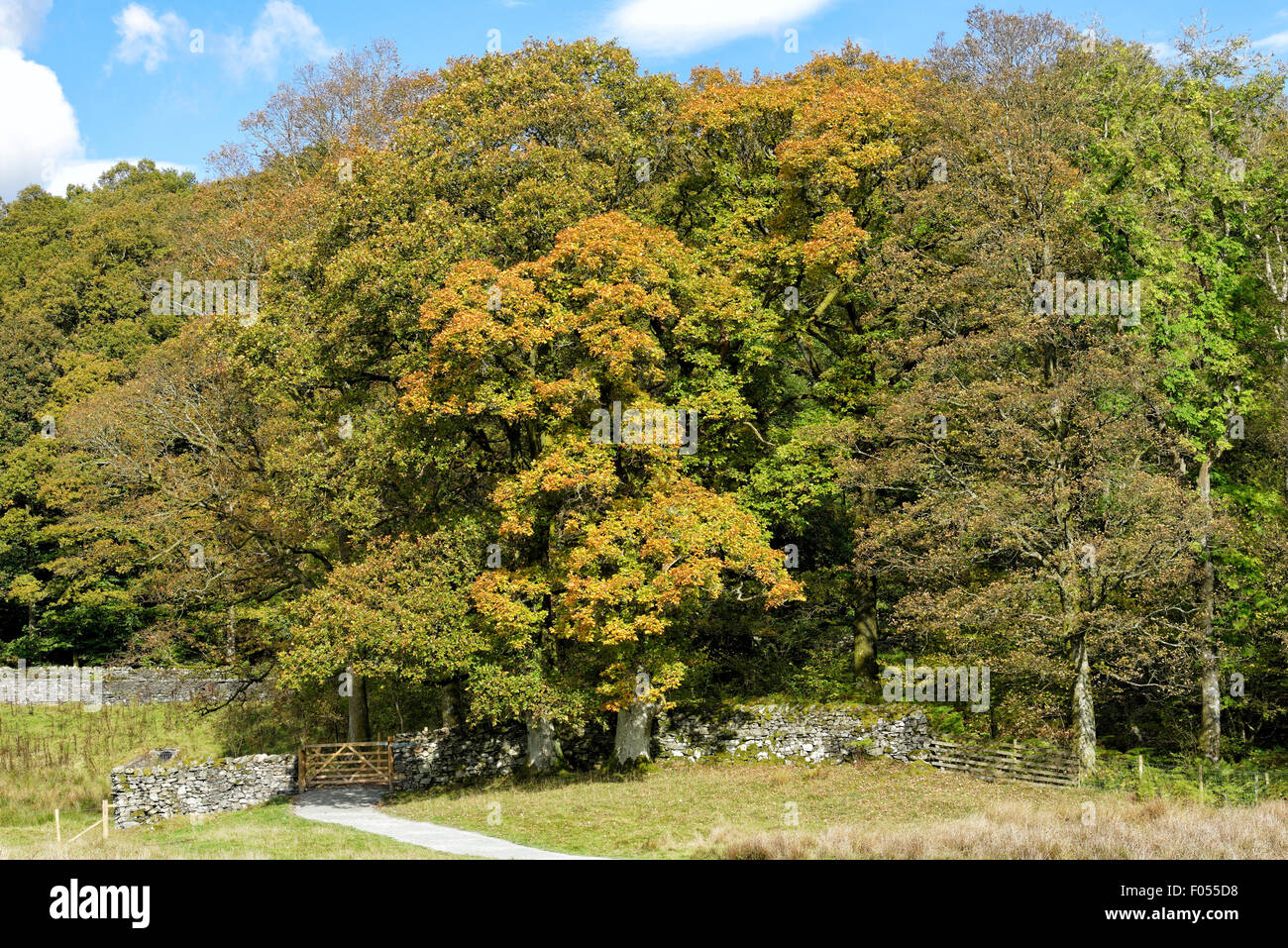 Les arbres commencent à obtenir leur couleur d'automne dans le parc national du Lake district dans la région de Cumbria, Angleterre, Royaume-Uni Banque D'Images