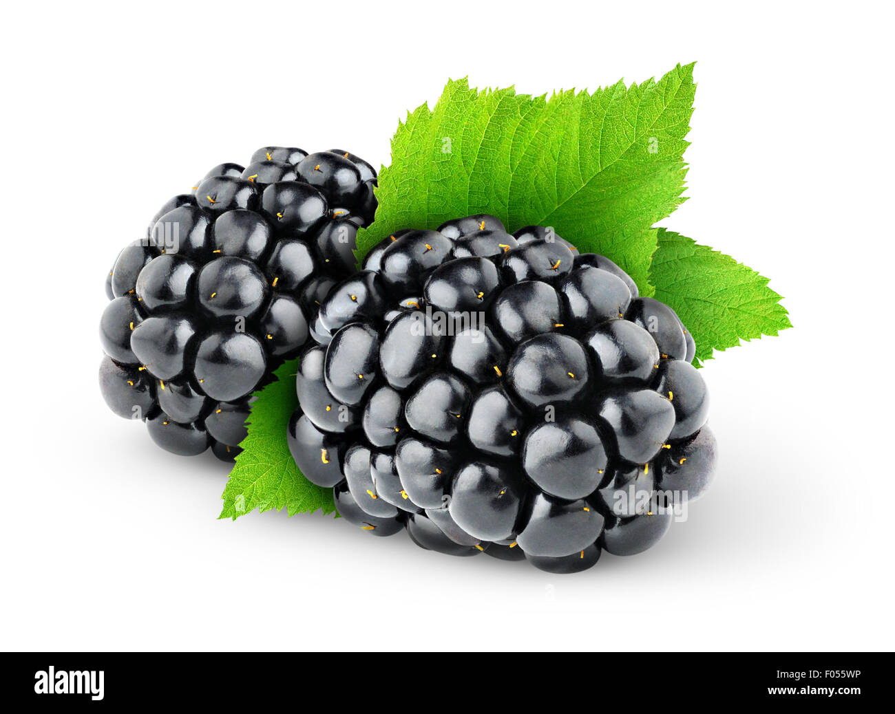 Deux blackberries isolated on white Banque D'Images