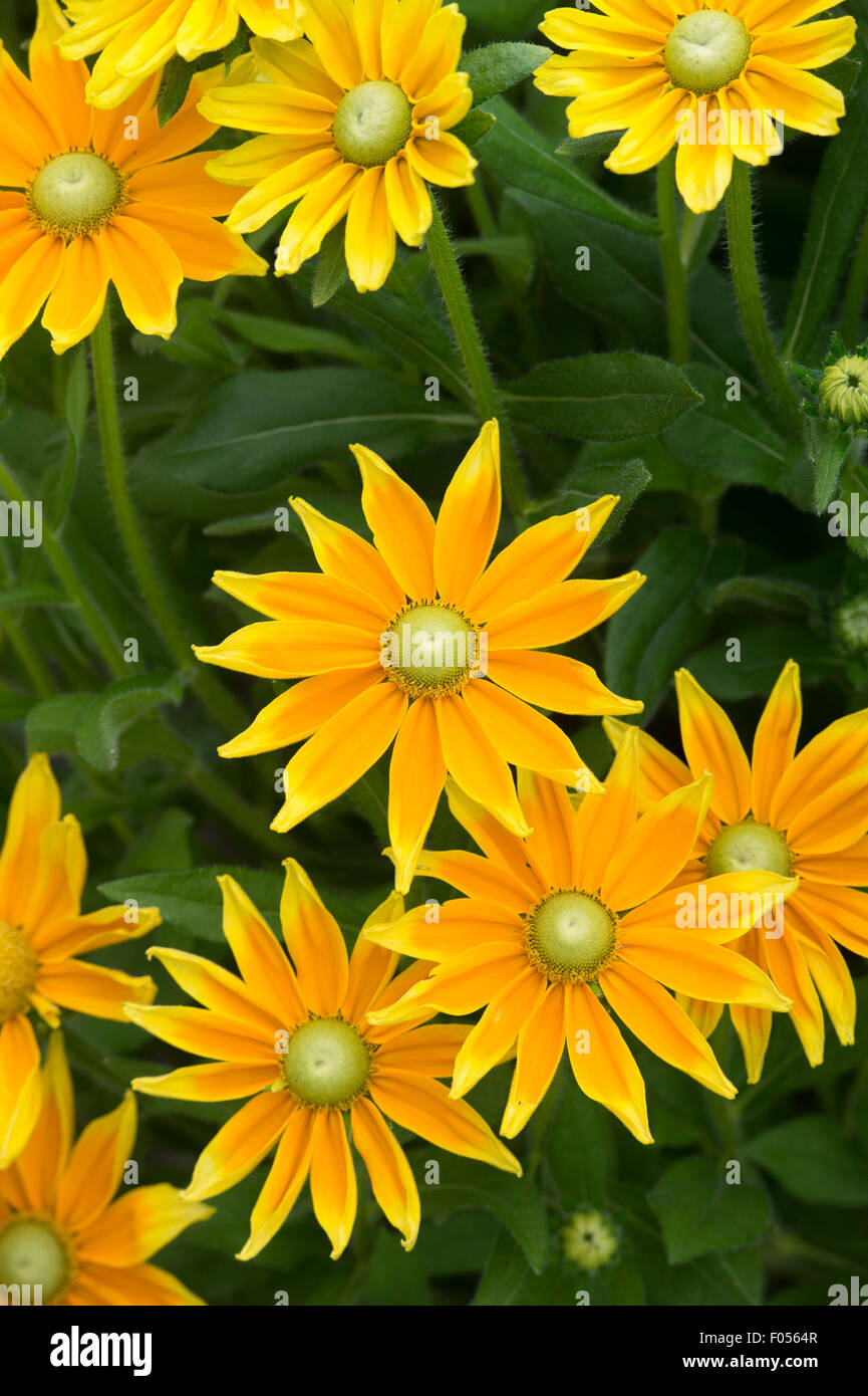 Rudbeckia hirta 'Prairie Sun'. Black-eyed Susan fleurs 'Prairie Sun' Banque D'Images