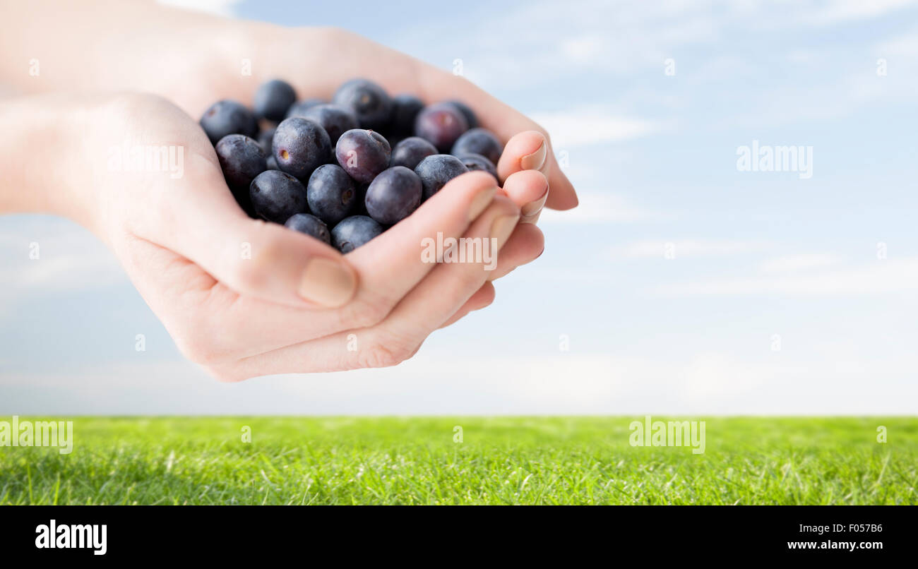 Close up of woman hands holding blueberries Banque D'Images