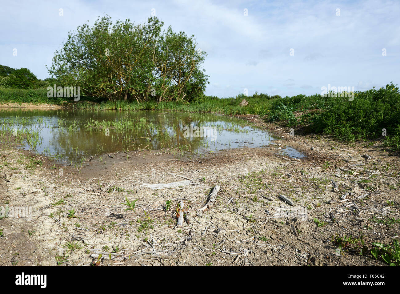 Étang de l'habitat de la conservation sur les terres agricoles à faible niveau d'eau en raison de la sécheresse. Banque D'Images