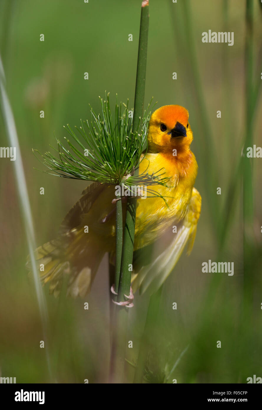 Palm d'or africains weaver sur une palme Banque D'Images