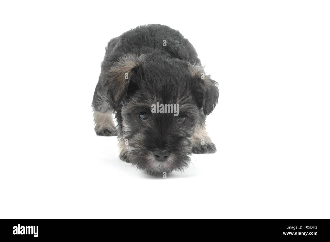 Chiot Schnauzer Banque D'Images