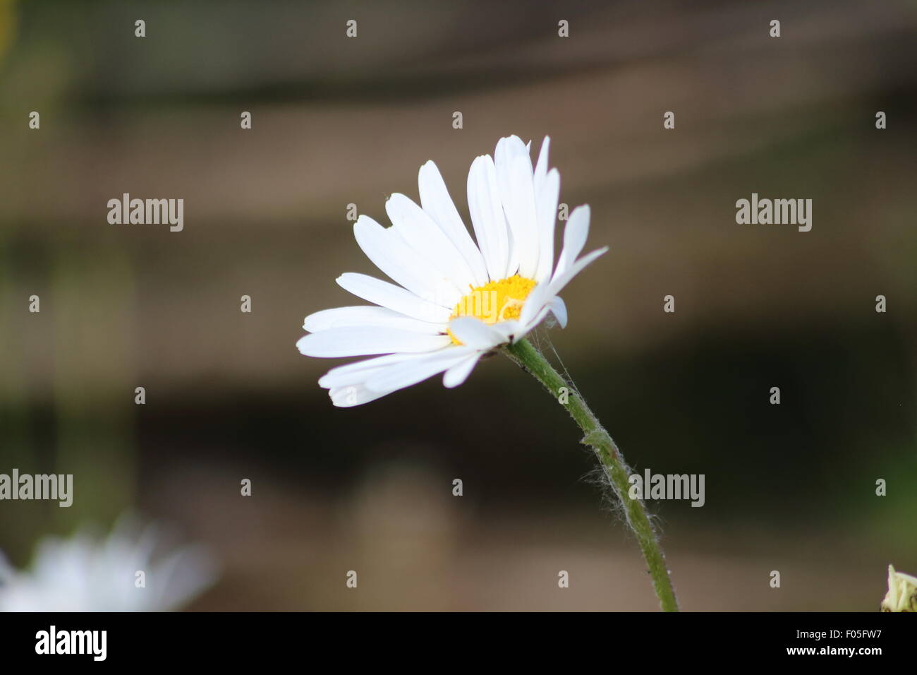 Un seul fleurs Daisy sous l'éclat de la journée au ralenti Valley, Nottinghamshire, Angleterre Banque D'Images