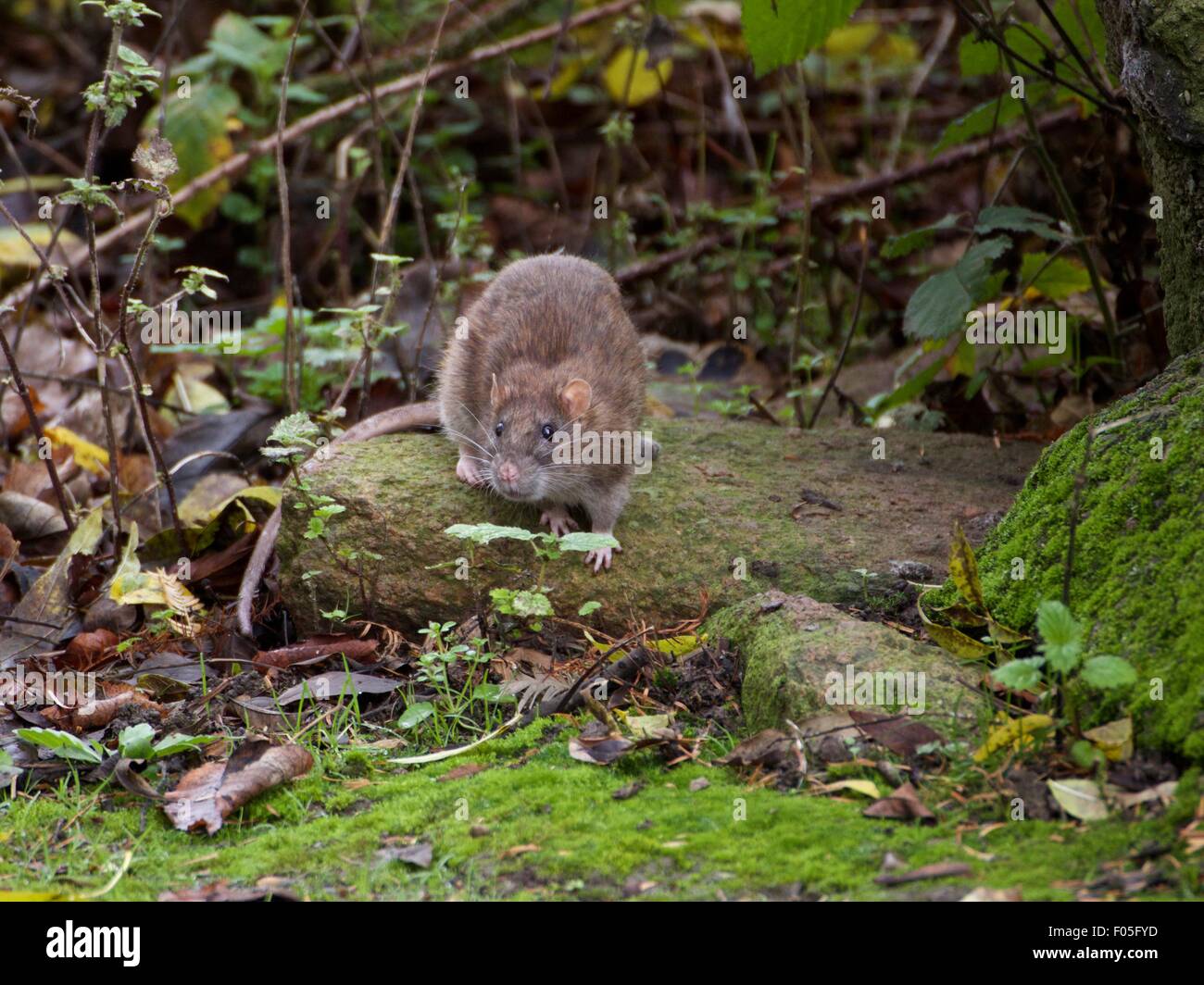 La politique commune de rat brun (Rattus rattus) sitting on rock dans la journée à Abbey Park à Leicester. Banque D'Images