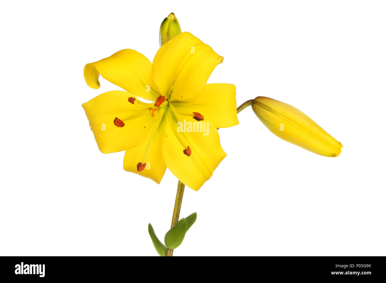 Fleur de lys jaune et bourgeons isolés contre white Banque D'Images