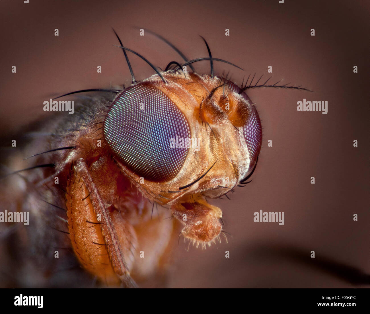 Lonchopterid fly, a fait mouche à ailes, tête et yeux composés détail Banque D'Images