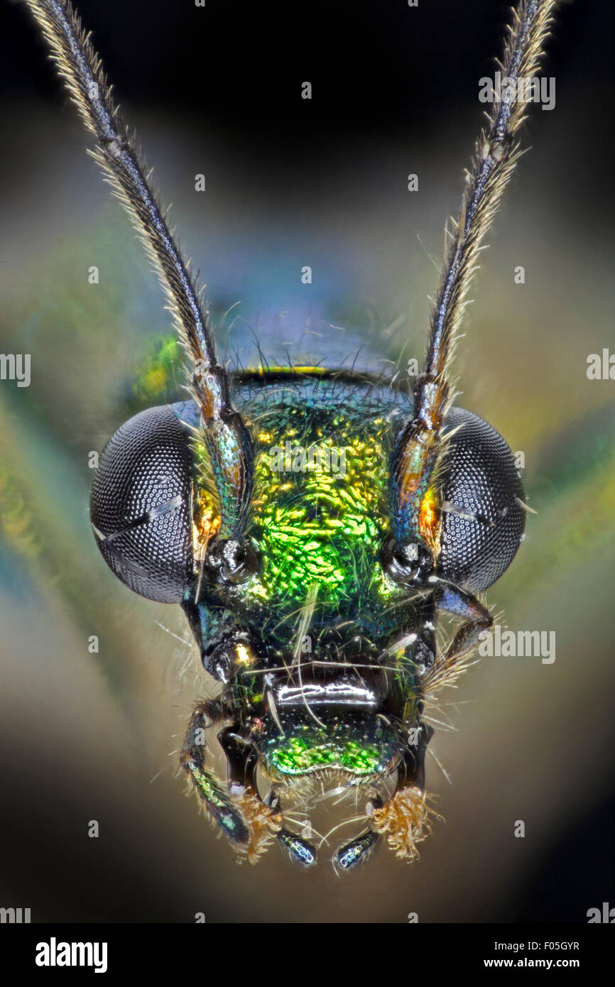 Oedemera nobilis. Pattes épaisses Beetle Fleur, homme, montrant une vue macro haut iridescence vert Banque D'Images