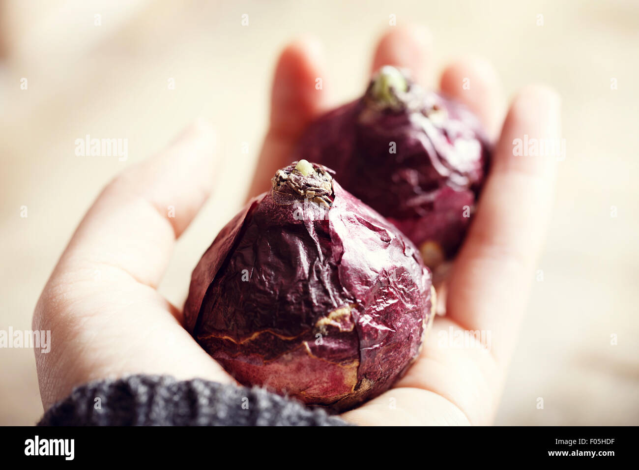 Bulbes de jacinthe avec de petits bourgeons dans une main Banque D'Images