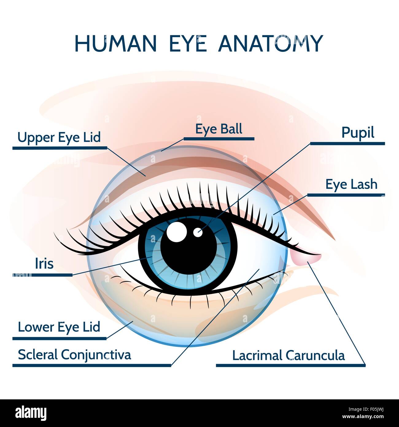 Anatomie de l'œil de l'illustration. Seulement libre police utilisée. Illustration de Vecteur