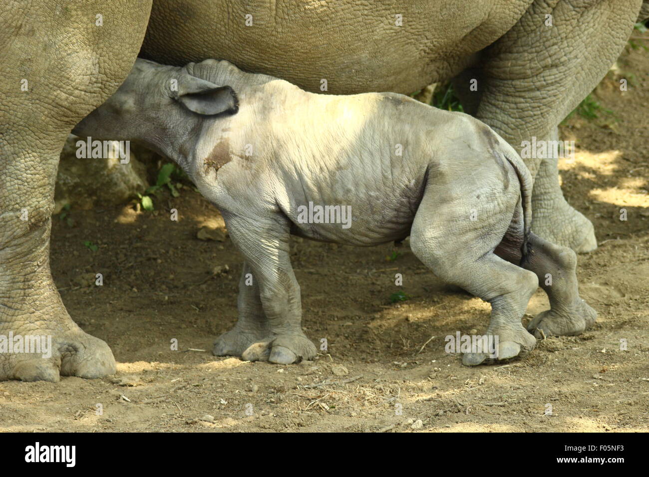 Rhinocéros bébé né le cotswold Wildlife park ar Banque D'Images